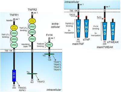 Fn14 and TNFR2 as regulators of cytotoxic TNFR1 signaling